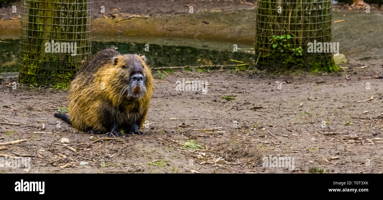 closeup of a coypu, a semi aquatic rodent with large teeth, spiny water rat from south America Stock Photo