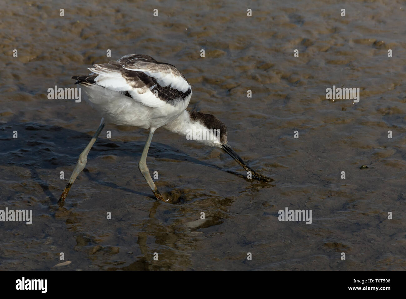 Avocet sifting through the mud. Stock Photo