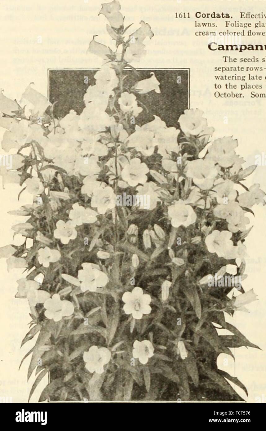 Dreer's autumn catalogue 1925 (1925) Dreer's autumn catalogue 1925  dreersautumncata1925henr Year: 1925  72 /flEHRyAJKEEfci .RELIABLE FLOWER SEEDS. ►HBABELPHRl^    BoCCOnia (Plume Poppy, or Tree Celandine) PKR PKT. 1611 Cordata. Effective, hanly perennial, for single specimens or groups on lawns. Foliage glaucous green; bears freely spikes 2 to 3 feet long of cream colored flowers; 5 feet; easily raised from seed. J oz., 25 cts $0 10 Campanula Mediuin or Canterbury Bells The seeds should be sown in finely prepared, rich soil—the colors in separate rows —and if the weather is dry, they should b Stock Photo