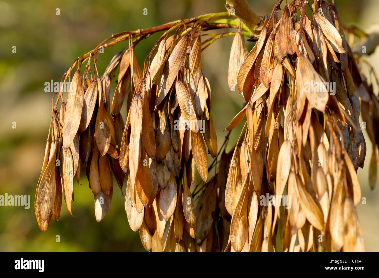 Ash (fraxinus excelsior), close up of ripe fruits or keys hanging on the tree in the autumn. Stock Photo