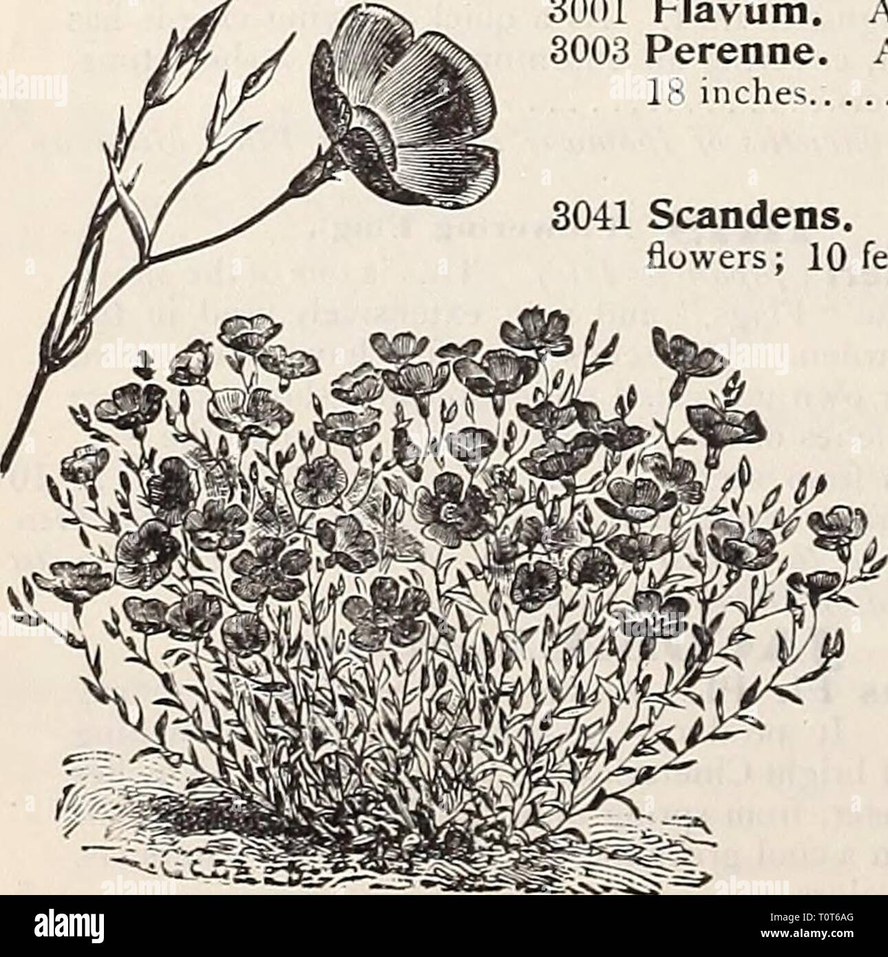 Dreer's 1907 garden book (1907) Dreer's 1907 garden book  dreers1907garden1907henr Year: 1907  Lavateka Trimestkis Grandiflora Rosea. LATHYRUS. (Everlasting, or Hardy Sweet Pea.) free-flowering hardy perennial climbers for covering old stumps, fences, etc., continually in bloom ; fine for cutting. PEr pkt. 2956 Latifolius. Purplish-red 5 2957 â Albus. Pure white, very desir- able 10 2955 â Pink Beauty. Bright rosy pink. 10 2960 â Mixed. Ail colors. Peroz,40 cts 5 3001 Flavum. 3003 Perenne. 18 inches.    EINARIA. 2991 Cymbalaria [Kenilworth Ivy, or Mother of Thousands). Lavender and purple. A c Stock Photo