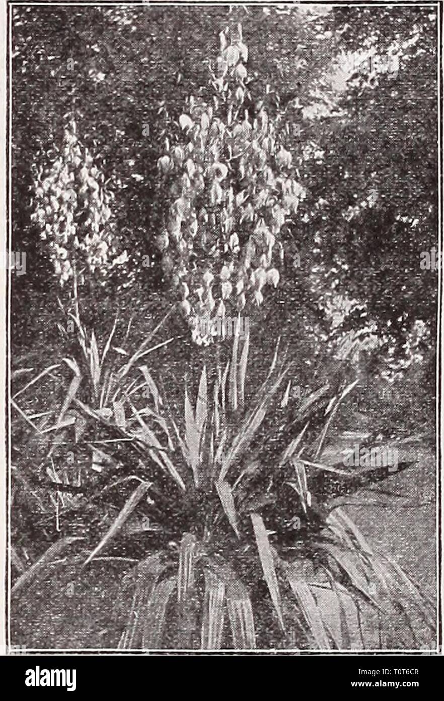 Dreer's autumn catalogue 1932 (1932) Dreer's autumn catalogue 1932  dreersautumncata1932henr Year: 1932  ^RELIABLE FLOWER SEEDS/ Tunica PER PKX. 4335 Saxifraga. A neat, tufted hardy, perennial plant, growing but a few inches high, and bearing throughout the entire season numerous elegant pink flowers. Will thrive anywhere, but is especially adapted for the rock garden or the margin of the hardy border.  oz., 40 cts $0 10 Tritoma Red-Hot Poker, Flame Flower, or Torch Lily 4330 Hybrida. The introduction of new, continuous flowering Tritomas has given them a prominent place among hardy bedding p Stock Photo