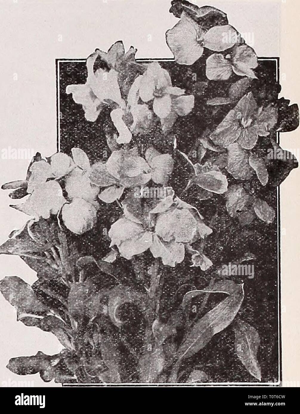 Dreer's autumn catalogue 1932 (1932) Dreer's autumn catalogue 1932  dreersautumncata1932henr Year: 1932  Single Wallflower Veronica (Speedwell) PER PKT 4372 Incana. Bright silvery foliage, blue flowers; July and August; 1 foot. A splendid variety for the rockery. Special pkt, 75 cts $0 25 4374 Maritima. A very pretty Speed- well growing about 2 feet high and producing long spikes of blue flowers from July to September.  oz., 50 cts IS 4375 Repens. A useful rock or carpet- ing plant, with light blue flowers; May and June. Special pkt., 75 cts. 25 4376 Spicata. An elegant hardy border plant, gr Stock Photo
