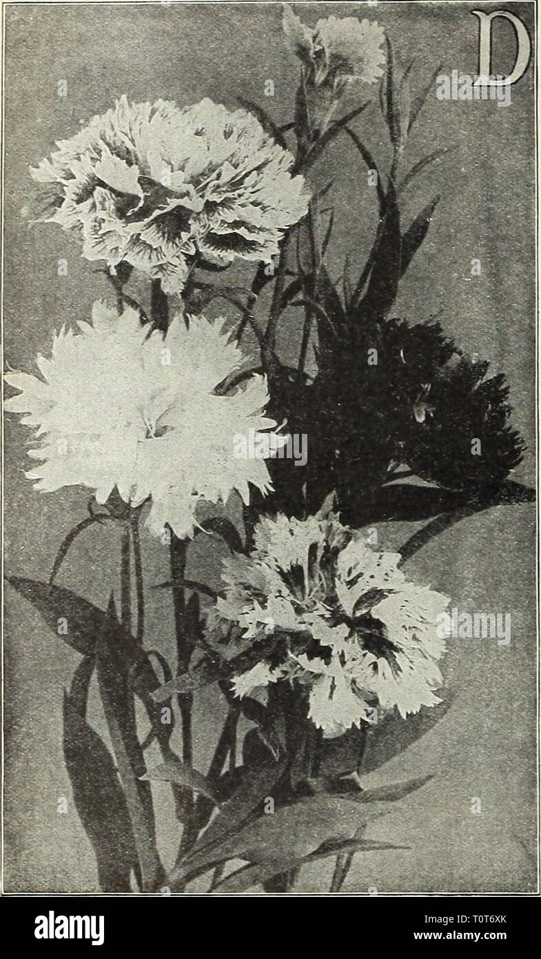 Dreer's garden book 1916 (1916) Dreer's garden book 1916  dreersgardenbook1916henr Year: 1916  84 fflRTADRffli -PHILADELPHIA-PA RELIABLE FLOWER SEEDS    Group op Double An'nual Pinks PER PKT. 2287 Mirabilis FI. PI. (Double Marvellous Pink). Large, wonderfully fringed double flowers on long, stiff stems, the colors ranging from pure white through all the shades of rose to dark crimson 10 2288 Lucifer. A new double-flowering form of the bright geranium-red single Pink Vesuvius, offered on next page. The nicely fringed double flowers are about 2 inches across, and, owing to its intense, dazzling  Stock Photo