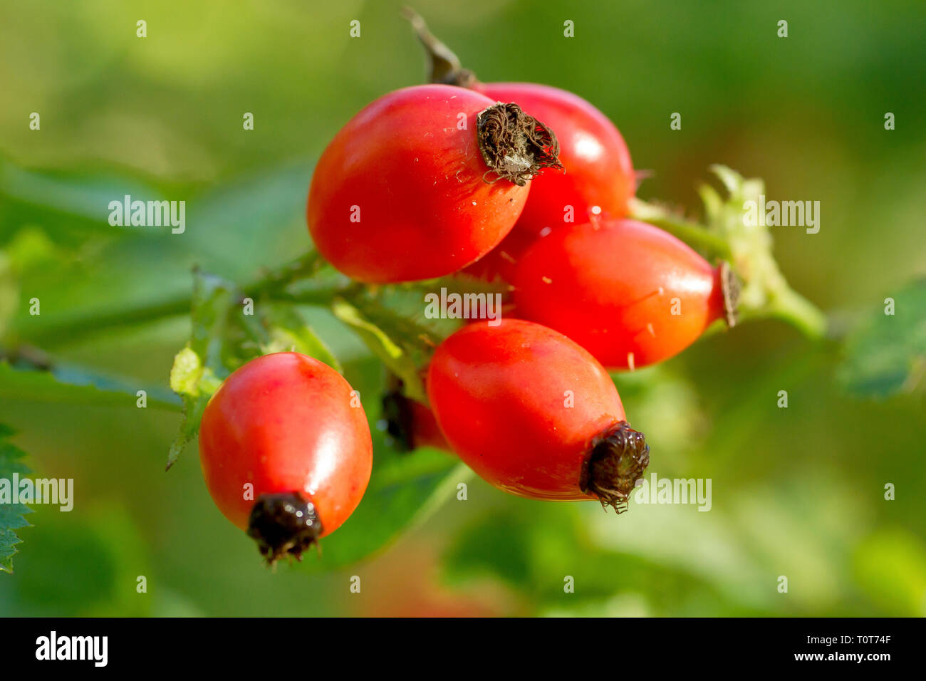 Are Rose Hips Poison To Dogs