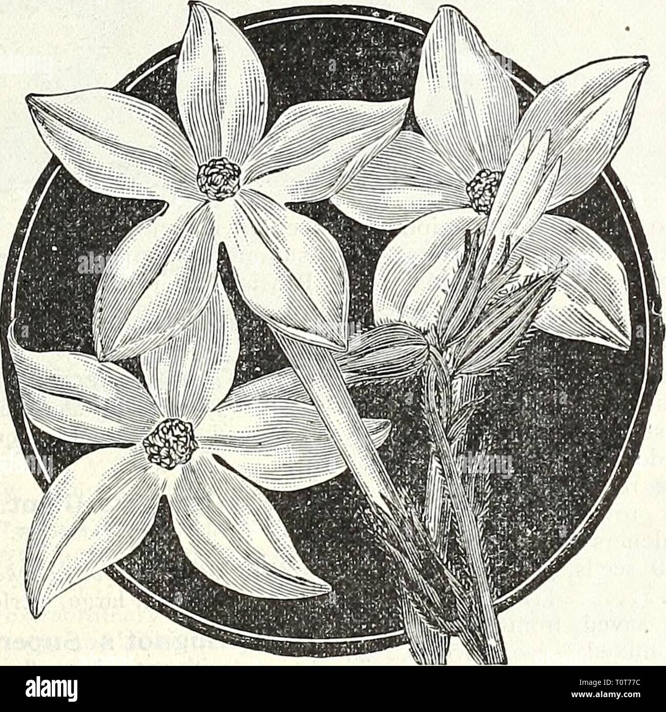 Dreer's garden book  1905 Dreer's garden book : 1905  dreersgardenbook1905henr Year: 1905  10 25 (Cup Flower.) A half-hardy perennial, slender- growing plant, perpetually in bloom, flowering the first year if sown early ; desirable for the greenhouse, baskets, vases, or bedding out; 1 ft. 3421 Frutescens. White, tinted with lilac 10    NiCOTIANA AfFINIS. NEMOPHILA. (Love-grove.) PER PKT. 3400 Of neat, compact habit; blooming freely all sum- mer, if planted in a rather cool, shady place, and in not too rich a soil; hardy annuals. Beautiful mixed varieties. (Seectil.) Oz., 25 cts 5 NIGELI.A. (Lo Stock Photo