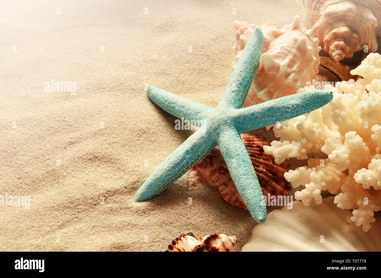 Sea shells with sand as background. Sashells and starfish. Stock Photo