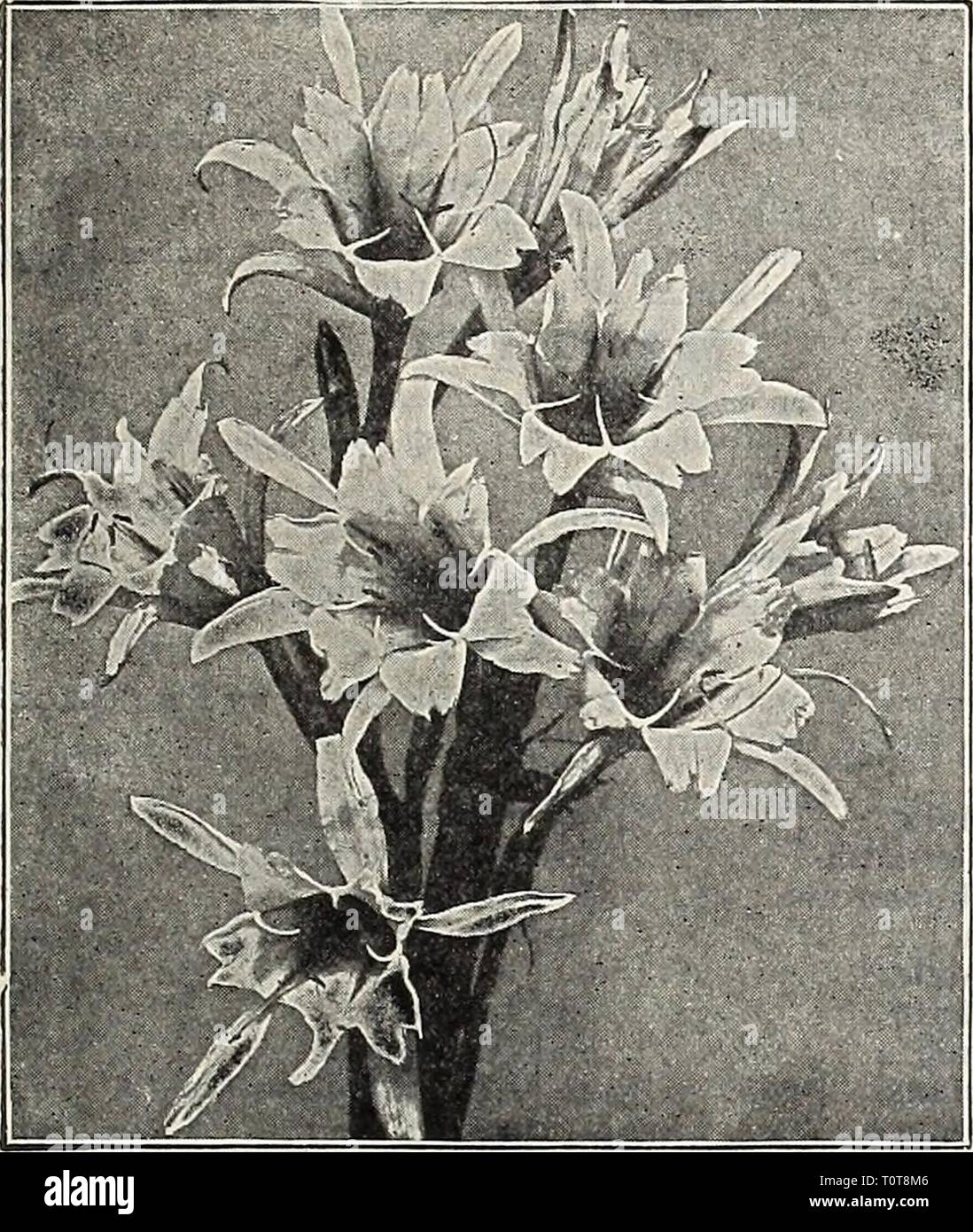 Dreer's garden book  1906 Dreer's garden book : 1906  dreersgardenbook1906henr Year: 1906  (iARDfH^^Â»OI!fEI1HOUSfPIA[1TS; 149    ISMENE CALATHINA (Pancratium). A grand summer-flowering bulb, producing throughout the seasoil large Amaryllis-like, pure white, fragrant blossoms. Keep the bulbs in a dry, warm place, and plant out in June. Bulbs can be taken up in October, and, after a few weeks' rest, ]iotted and flowered in the liouse in winter, or kept over for planting out another season. (See cut.) 25 els. each; $2.50 per doz. IXORAS. These are among the showiest of our stove flowering plants Stock Photo