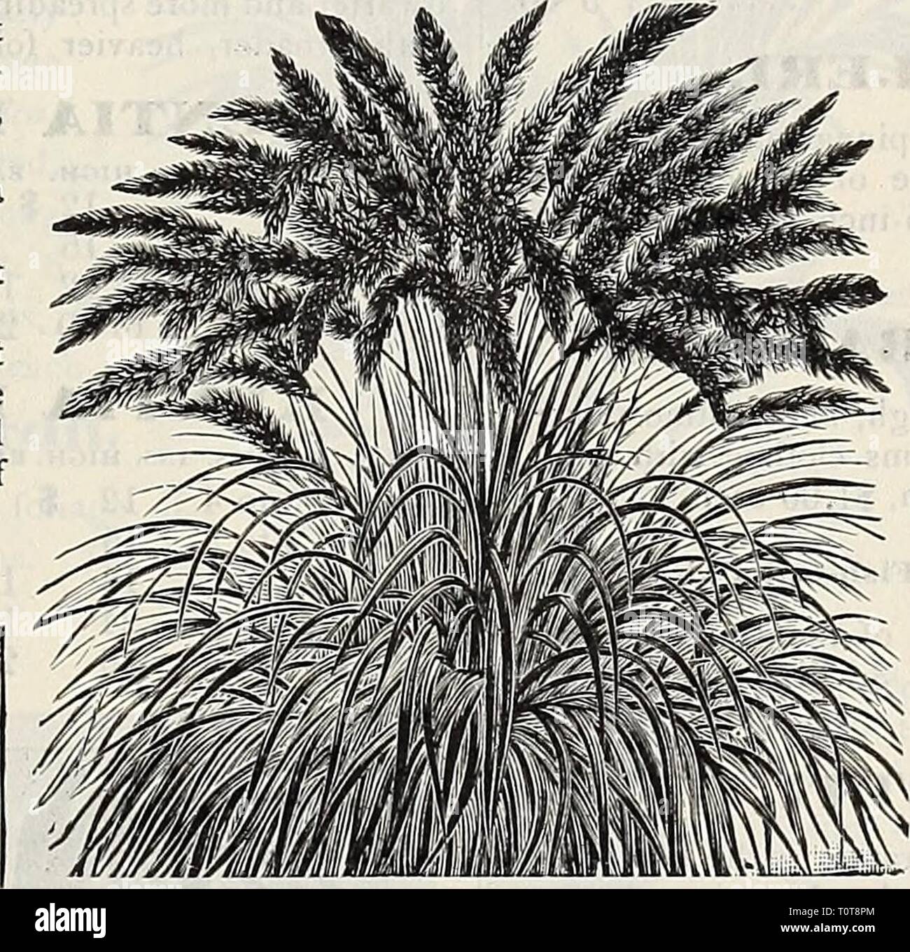 Dreer's garden book  1906 Dreer's garden book : 1906  dreersgardenbook1906henr Year: 1906  New and Kare Plants. We have a splendid lot of new things this season. See pages 103 to 112.    PennisbtumRubpphlianum. Pandanus Veitchi. ROYAI. EXHIBI- TION PANSIES. The plants here offered are grown from our own choicest strain of seed procured from the world's greatest Pansy specialist, and for size of bloom, richness of coloring and texture will be found unapproached by any other strain. (See cut.) Good strong plants, 50 cts. per doz.; $4.00 per 100. TUFTED PANSIES OR VIOI.AS. These appear to be much Stock Photo