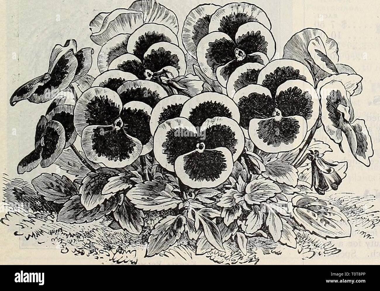 Dreer's garden book  1906 Dreer's garden book : 1906  dreersgardenbook1906henr Year: 1906  PennisbtumRubpphlianum. Pandanus Veitchi. ROYAI. EXHIBI- TION PANSIES. The plants here offered are grown from our own choicest strain of seed procured from the world's greatest Pansy specialist, and for size of bloom, richness of coloring and texture will be found unapproached by any other strain. (See cut.) Good strong plants, 50 cts. per doz.; $4.00 per 100. TUFTED PANSIES OR VIOI.AS. These appear to be much hardier than the ordinary Pansy, and have a longer season of bloom. They are offered with other Stock Photo