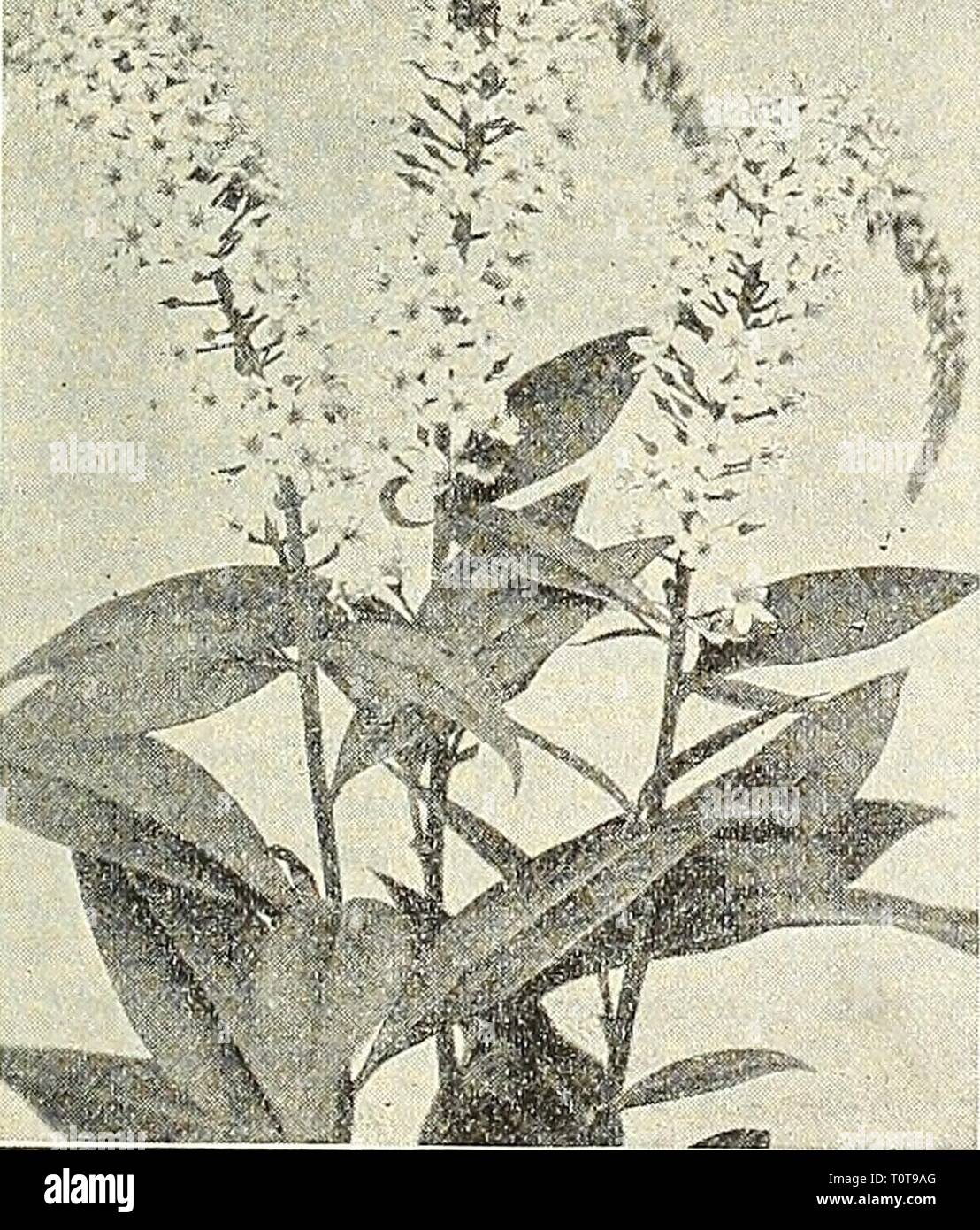 Dreer's garden book  1904 Dreer's garden book : 1904  dreersgardenbook1904henr Year: 1904  L',IMA(,HIA CLETHKOIUFS LiLiuM Speciosum Rubrum I.YSIMACHIA. Ciliata {Fringed Loosestrife). Grows 2 feet liigh, with lemon- yellow flowers in July. Clethroides {Loose-strife). A fine hardy variety, growing about 2 feet high, with long, dense, re- curved spikes of pure white flow- ers from July to Sep. (See cut.) NummuEaria {Creeping Jenny, or iMoney-woi!). Valuable for plant- ing under trees or shrubs where grass will not grow, where it quickly forms a dense carpet. — Aurea. A golden-leaved form of the  Stock Photo