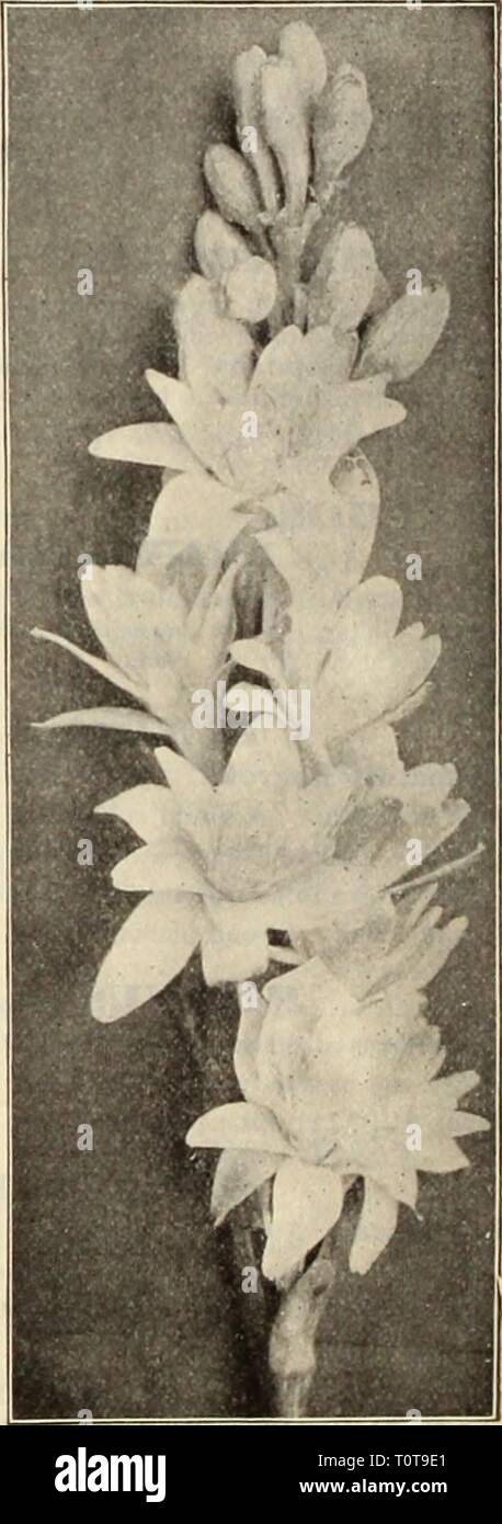 Dreer's garden book  seventy-sixth Dreer's garden book : seventy-sixth annual edition 1914  dreersgardenbook1914henr Year: 1914  Stigmaphyllon Ciliatum. Stigfinaphyllon Ciliatum. (Brazilian Go'den, or Orchid Vine.) One of the prettiest tender climbers in cultivation, with large yellow, orchid-like flowers, pro- duced very freely during the sum- mer months. It is especially adapted for training over the pil- lars or on the wall of a conserva- tory, but will do equally well in the open air. 25 cts. each; $2.50 per doz. SIVAIXSONA. Qalegiiolia Alba. . most de- sirable everbloomiiig plant, with p Stock Photo