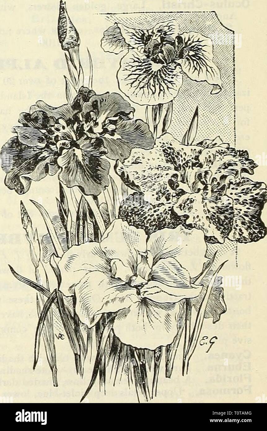 Dreer's garden book  1905 Dreer's garden book : 1905  dreersgardenbook1905henr Year: 1905  German Iris. Rich violet-purple with golden cen- A very early pure white ; three No. 21. Uji-no=hotaru, No. 43. Yedo=joman. No. 44. Yukari=no=ira, and white markings. Ground color silvery-white, delicately veined w^th violet, No. 26. Date-dogu tre ; three petals. No. 5. Gekka-no-nami petals. No. 3. liana^aoi. Six very large petals, almost an ultra- marine blue, golden-yellow centre, which intensifies the blue. No. 41. Hana=no=nishiki. Bright violet-purple, veined white. No. 4. Iso=no nami. golden-rayed c Stock Photo