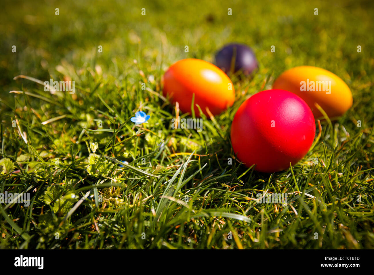 eeggs