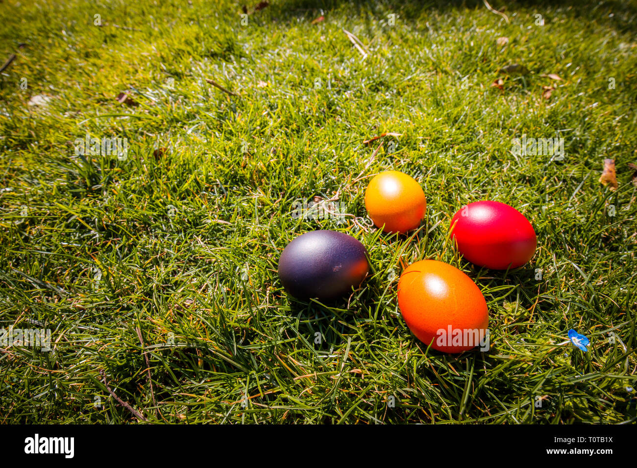 eeggs