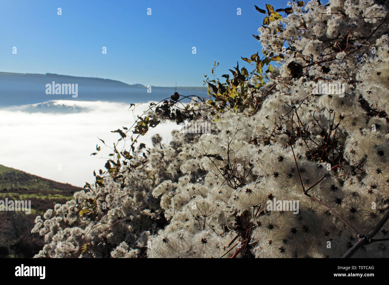 White fluffy seed heads Stock Photo Alamy