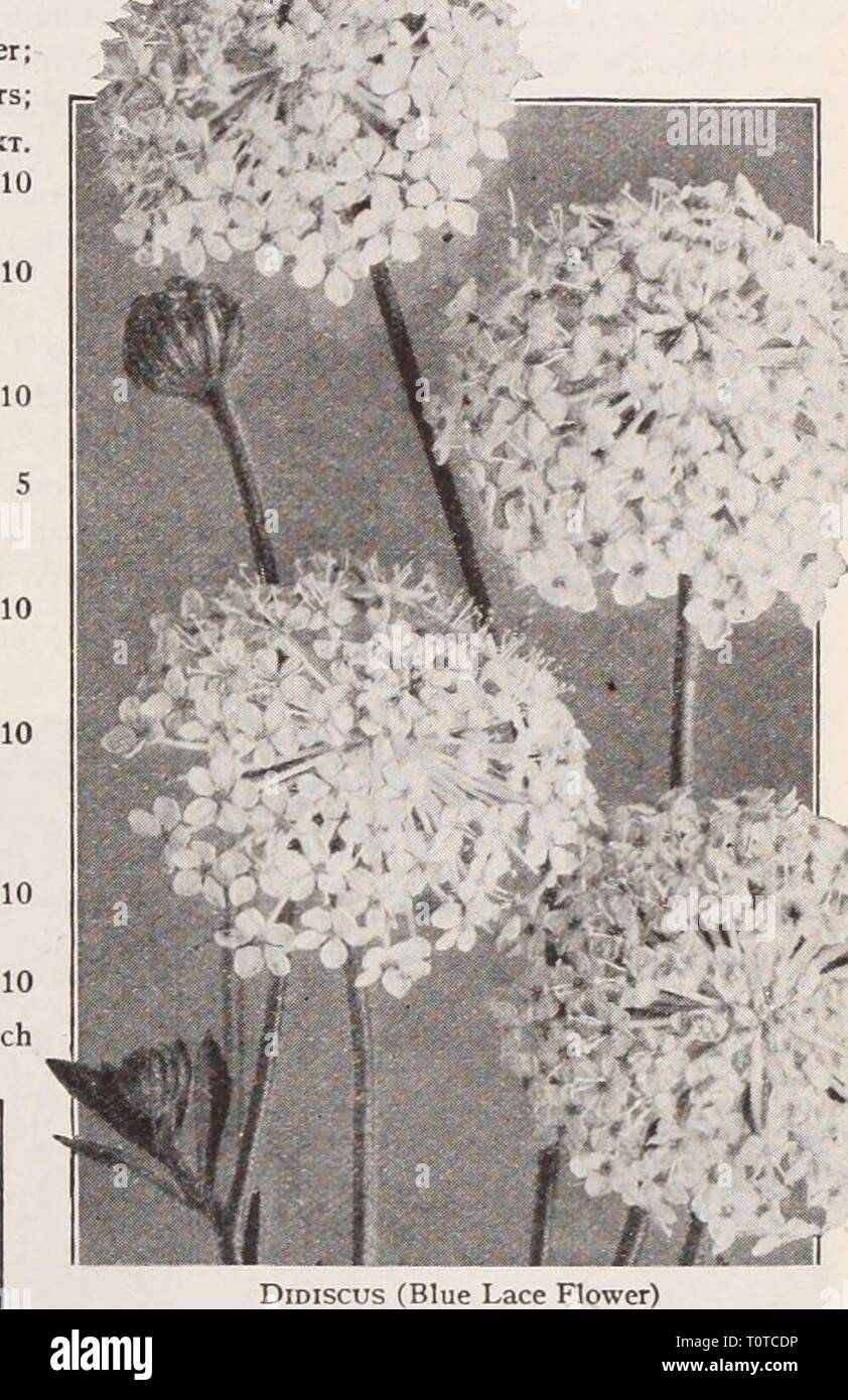 Dreer's garden book  Henry Dreer's garden book / Henry A. Dreer.  dreersgardenbook1931dree Year:   Dreer's Five Fine Annuals. See colored plate opposite page 49.    Didiscus (Blue Lace Flower) Giant Shirley Foxgloves DidisCUS (Blue Lace Flower) PER pKT 2351 Coeruleus. This pretty and interesting annual blooms most profusely from July till November; also used extensively for early spring flowering in a cool greenhouse; their exquisite pale lavender blossoms are excellent for cutting; plants grow about 18 inches high, and have as many as 50 flowers open at one time. (See cut.) J oz., 50 cts $0 1 Stock Photo