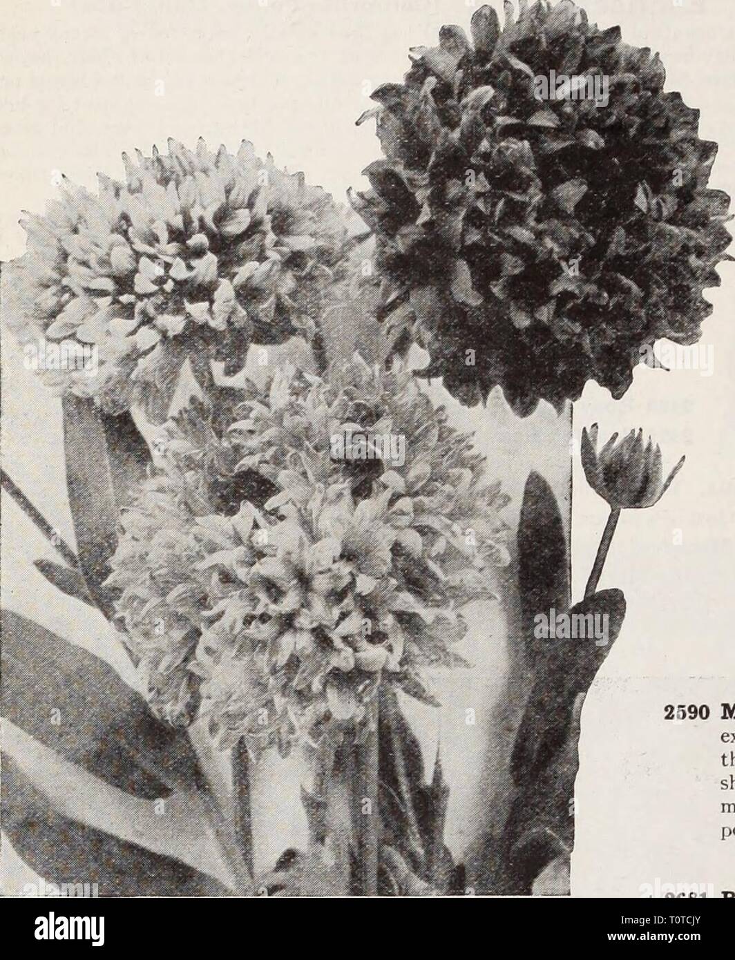 Dreer's garden book  Henry Dreer's garden book / Henry A. Dreer.  dreersgardenbook1931dree Year:   kRELIABLE FLOWER SEEDS/    Gilia (Queen Ann's Thimble) 2551 Capitata. This is a very graceful annual, pkr growing about 2 feet high with fine feathery PKT' foliage and bearing freely over a long season, globular heads, about 1 inch across, of rich lavender blue flowers, which last well when cut. Illustrated in colors on plate opposite page 49. i oz., 25 cts $0 10 Globe Amaranth (Gomphrena) 2570 Mixed. Popularly known as 'Bachelor's Button,' a first-rate bedding plant; the flow- ers resemble clove Stock Photo