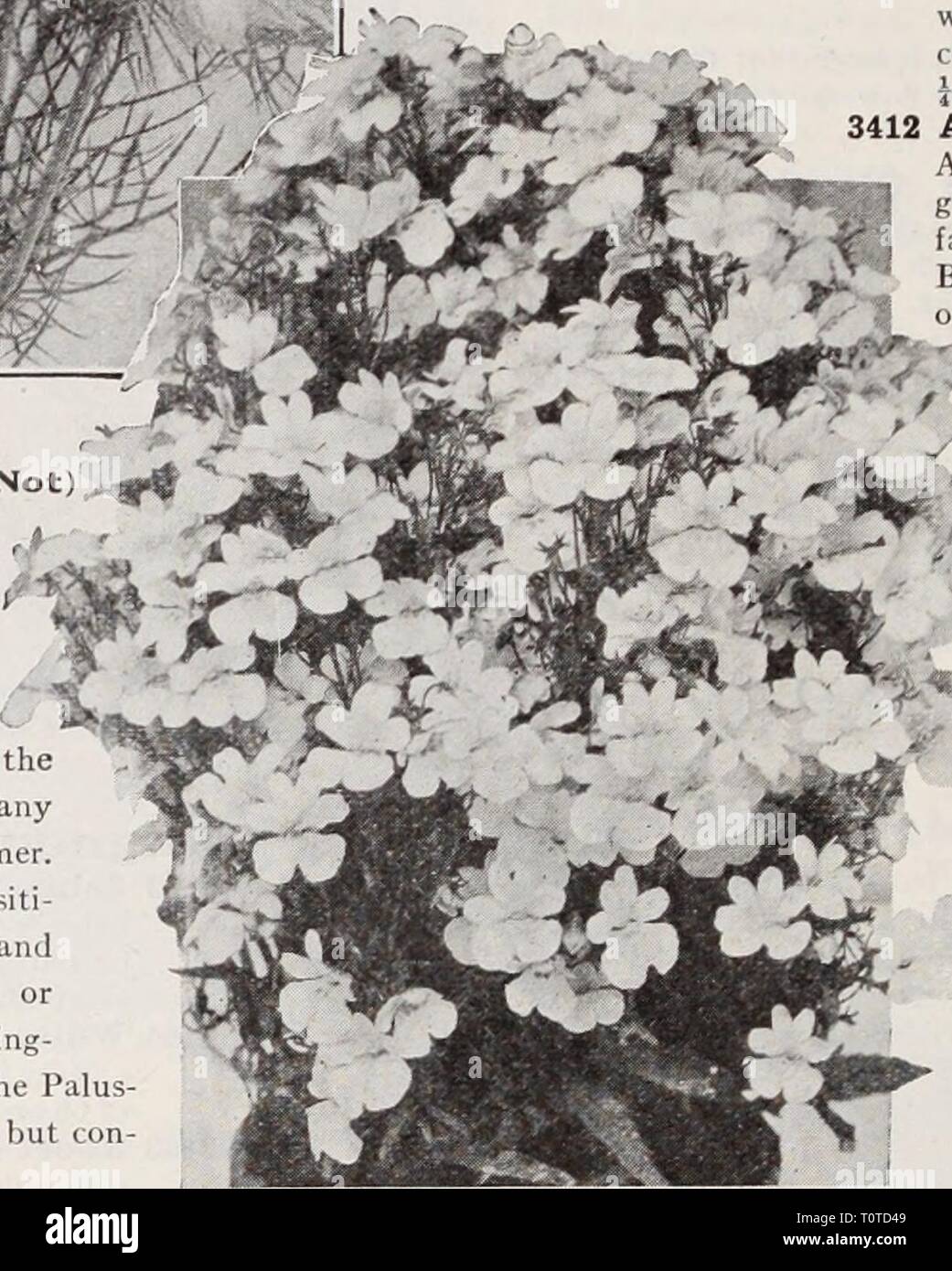 Dreer's garden book  Henry Dreer's garden book / Henry A. Dreer.  dreersgardenbook1931dree Year:   Nigella Miss Jekyll MyOSOtiS (Forget-Me-Not) Few spring flowers are more t admired than the lovely For- get-Me-Nots, which are especi- ally effective when grown in masses. Perennial and hardy if given slight protection through the winter. Seed may be sown any time from spring till mid-summer. The Alpestris varieties and Dissiti- flora come into bloom in April, and are largely used for bedding borders in connection with spring- flowering bulbs, Pansies, etc. The Palus tris sorts do not bloom till  Stock Photo
