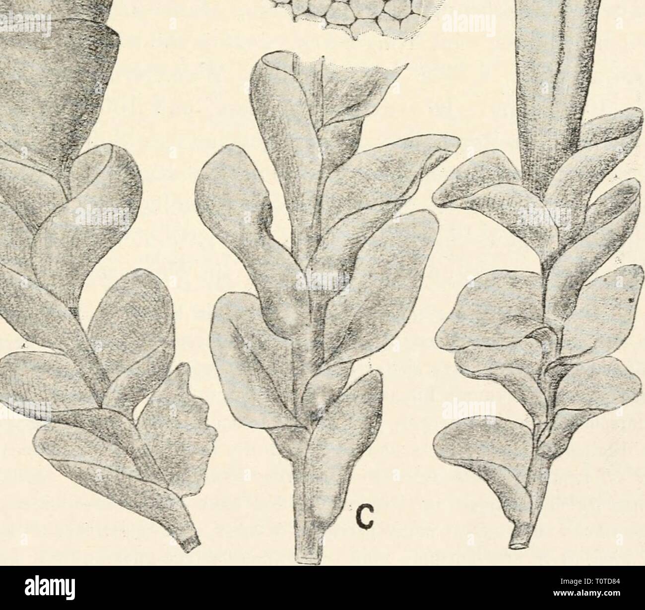 Dr L Rabenhorst's Kryptogamen-Flora von Dr. L. Rabenhorst's Kryptogamen-Flora von Deutschland, Oesterreich und der Schweiz  drlrabenhorstskr0601rabe Year: 1906  %%%%%%%%â ^1 ..1/ d    t Fig. 280. Haplozia cordifolia, a Sterile Pflanze, Yerg. ^/j. b Pflanze mit Sporogon, Yerg. *'7i- c StengelstÃ¼ck einer cf Pflanze, Vergr. ^-i^. d einzelnes Blatt ausgebreitet, Yerg, '^-j-^. e Zell- netz, Verg. ^^'/i. Stock Photo