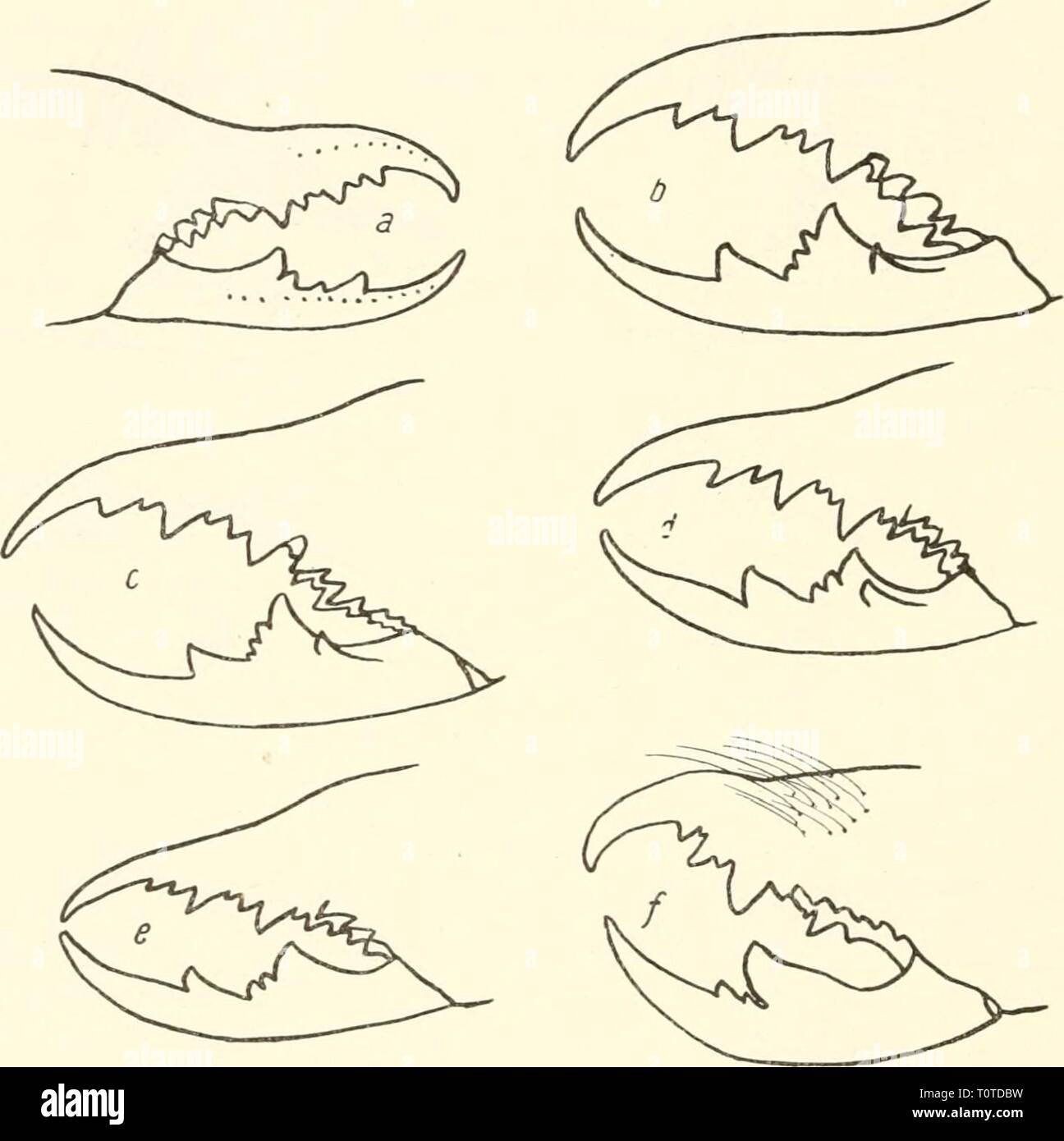 Dr H G Bronn's Klassen Dr. H. G. Bronn's Klassen und Ordnungen des Thier-Reichs : wissenschaftlich dargestellt in Wort und Bild  drhgbronnsklasse544bron Year: [1892- ]  560 Solifuga oder Walzenspinnen. ohne Ctenidien; Pedipalpen nur behaart, ihr Metatarsus ohne Scopula und ohne Zylinderborsten. Färbung wie beim &lt;$, doch opisthosomale Pleura kaum angedunkelt; Körperlänge 24 mm; Arizona . . 1. E. affinis 2'. Gebiß (Abb. 323, c); 2. Tibia dorsal-apikal mit 1 und 3. Tibia hier mit 2 Dor- nen; Bedornung des 2.—4. Beines im übrigen wie beim ^; Sternithälften des Genitalsegmentes (Abb. 324, d); 5. Stock Photo