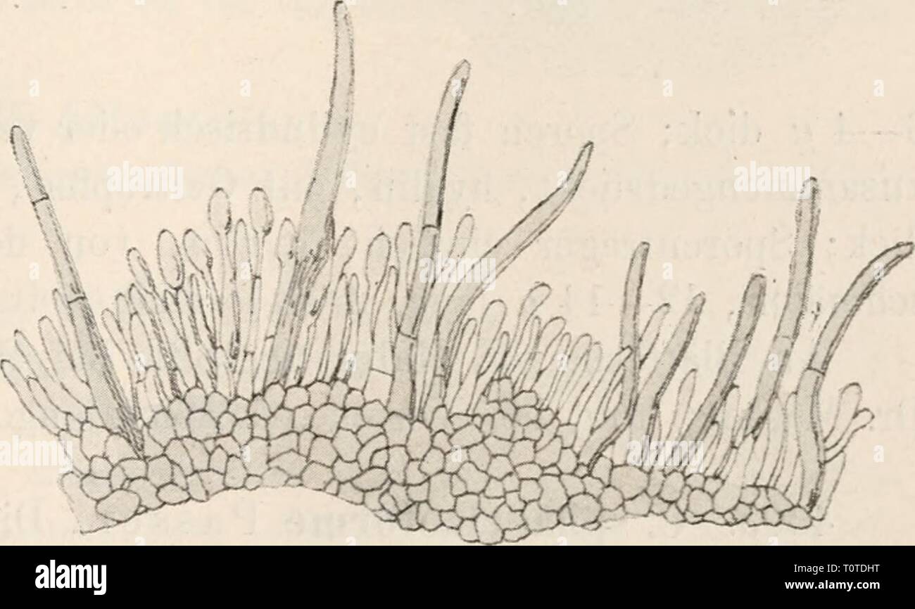 Dr L Rabenhorst's Kryptogamen-Flora von Dr. L. Rabenhorst's Kryptogamen-Flora von Deutschland, Oesterreich und der Schweiz  drlrabenhorstskr0107rabe Year: 1903  Colletotrichum 561 Hihi seit s An Stengeln von Hibiscus palustris im botanischen Garten zu Genua. Lagenaria 4302. C. oligocliaetuin Cav., Mat. Lomb. p. 21, tab. II. fig. 4. Sacc, Syll. X. p. 469. Flecken auf der Blattoberseite, fast kreisrund, gelb-ocherfarben, deutlich concentrisch gezont; Sporenlager klein, zerstreut, sitzend, weiss - fleischroth; Borsten zu 1—3, steif, olivenfarbig, mit 1 bis 2 Querwänden, an der Basis aufgeblasen,  Stock Photo