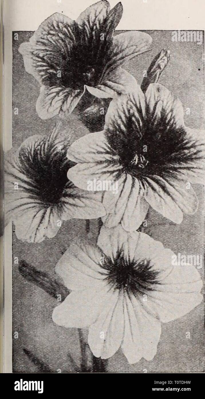 Dreer's garden book  Henry Dreer's garden book / Henry A. Dreer.  dreersgardenbook1931dree Year:   RELIABLE FLOWER SEEDS^ 99    Large-flowering Salpiglossis (Painted Tongue) These are one of the very finest annuals, and are of the easiest culture, succeed- ing in any good ordinary soil and in a sunny position. The plants grow from 24 to 30 inches high, and produce freely from mid-summer until frost their attractive Gloxinia-like blossoms in a very large and unusual range of colors. They are splendid for cutting, lasting well. Seed may be started indoors or in a hotbed about the end of March, o Stock Photo