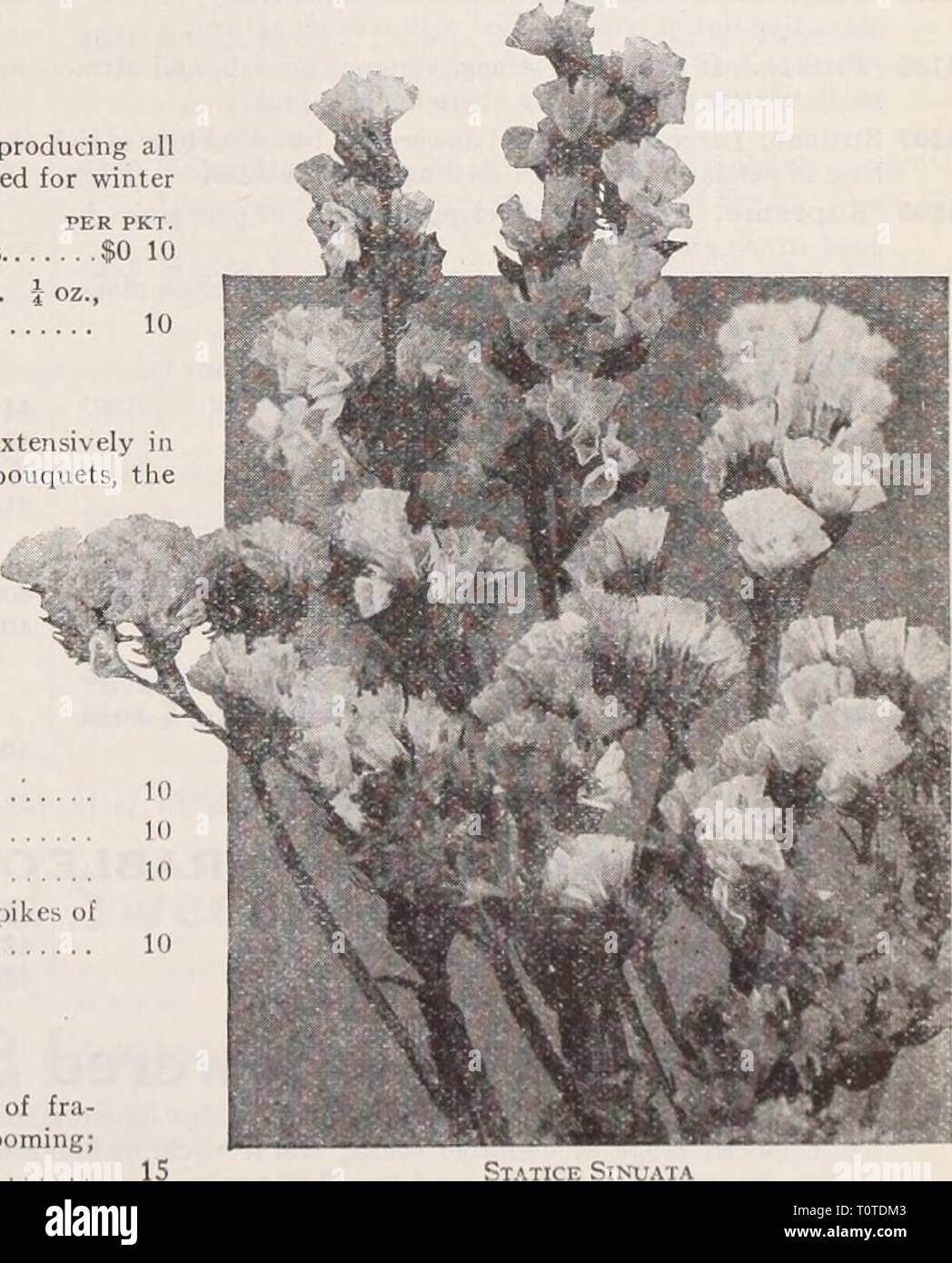Dreer's garden book  Henry Dreer's garden book / Henry A. Dreer.  dreersgardenbook1931dree Year:   SchizanthuS (Butterfly or Fringe Flower) This is one of the airiest and daintiest flowers imaginable, especially adapted to bordering beds of taller flowers and those of a heavier growth. The seeds germinate quickly and come into bloom in a few weeks from sowing. The florescence is such as to completely obscure the foliage, making the plant a veritable pyramid of the most delicate and charming bloom. The Schizanthus make admirable pot plants for the house in late winter and early spring. For this Stock Photo