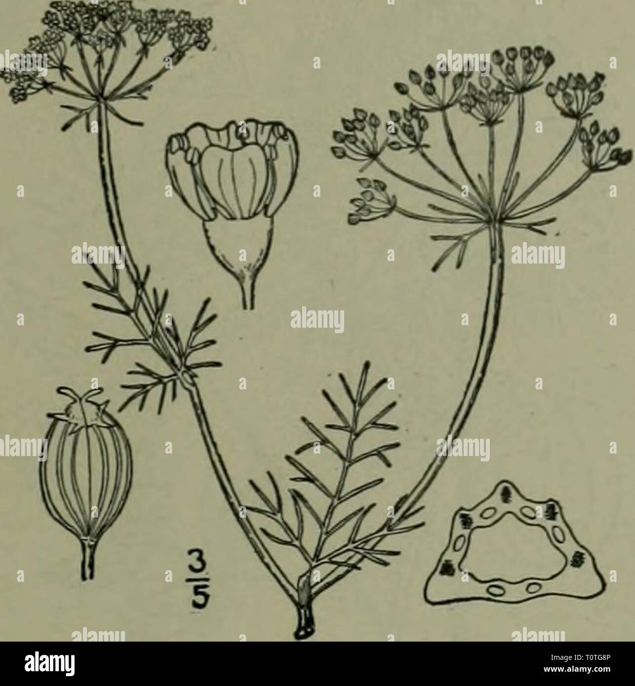 An illustrated flora of the Stock Photo - Alamy