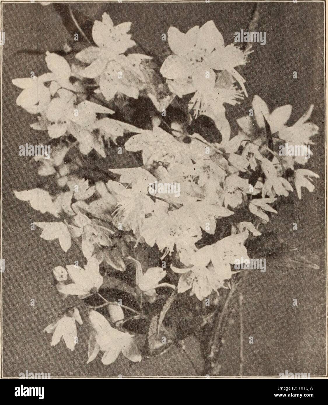 Dreer's wholesale price list  Dreer's wholesale price list / Henry A. Dreer.  dreerswholesalep1912dree Year:   Dreer's Choice Hardy Shrubs m- NOTE All prices Include boxes, packing and delivery to any Express, Freight or Steamboat Line in Philadelphia. =5*    DEUTZIA LEMOINEI Inches high Doz. Per 100 Abella'€hinensis Grandiflora pot grown $2 00 $15 00 Altheal Alba Plena 36 1 75 12 00 Coerulea Plena 36 1 75 12 00 Duchesse de Brabant 36 1 75 12 00 Jeanne D'Arc . . . • 36 1 75 12 00 Lady Stanley 36 1 75 12 00 Purpurea Folia Variegata 24 1 75 12 00 Rubis 36 1 75 12 00 Totus Albus 24 1 75 12 00 Amo Stock Photo