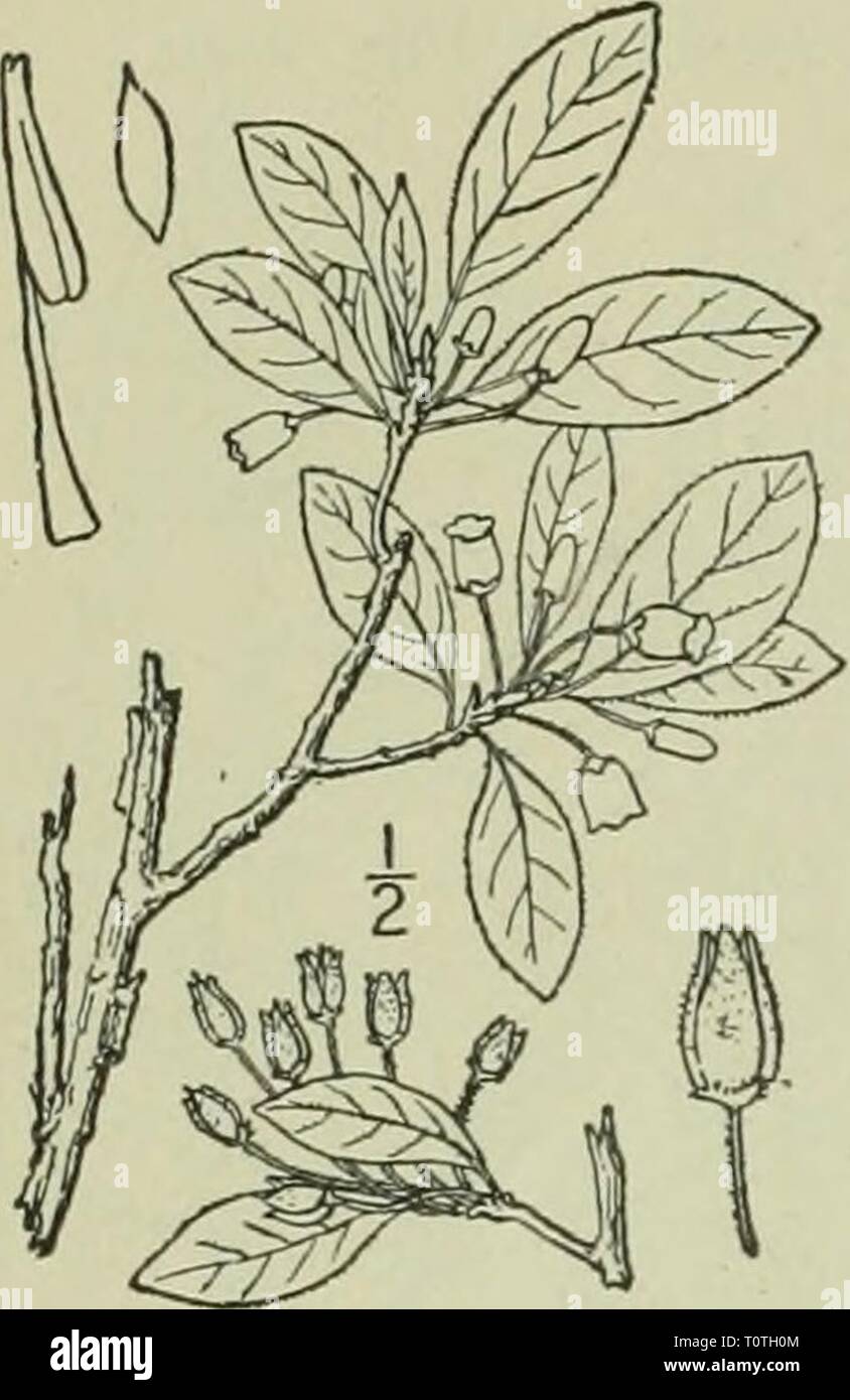 An illustrated flora of the Stock Photo - Alamy