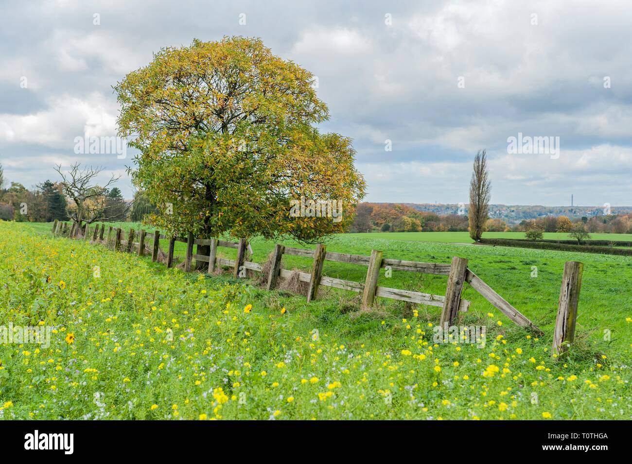 Laendliches Ruhrgebiet mit Wiesen im Herbst bei interessanter Lichtstimmung in Muelheim Ruhr. Stock Photo