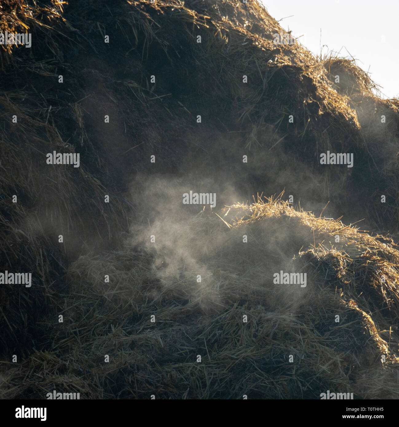 Pile of horse manure steaming in the cold Stock Photo