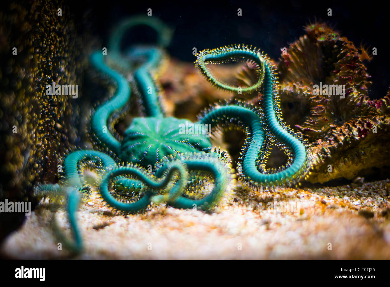 Brittle star in aquarium (Ophiuroidea) Stock Photo