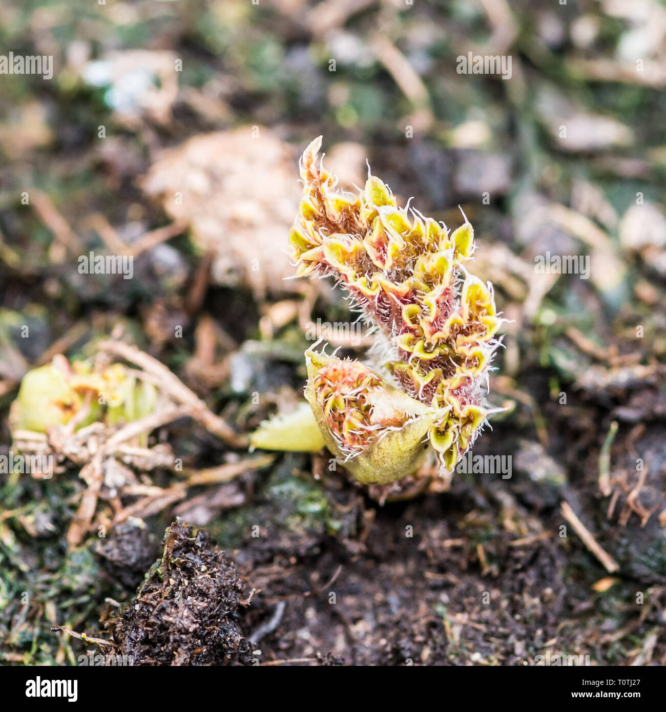 A macro shot of new growth on a begonia bouton de rose bulb. Stock Photo