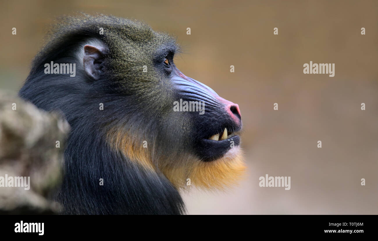Close-up view of a male Mandrill (Mandrillus sphinx) Stock Photo