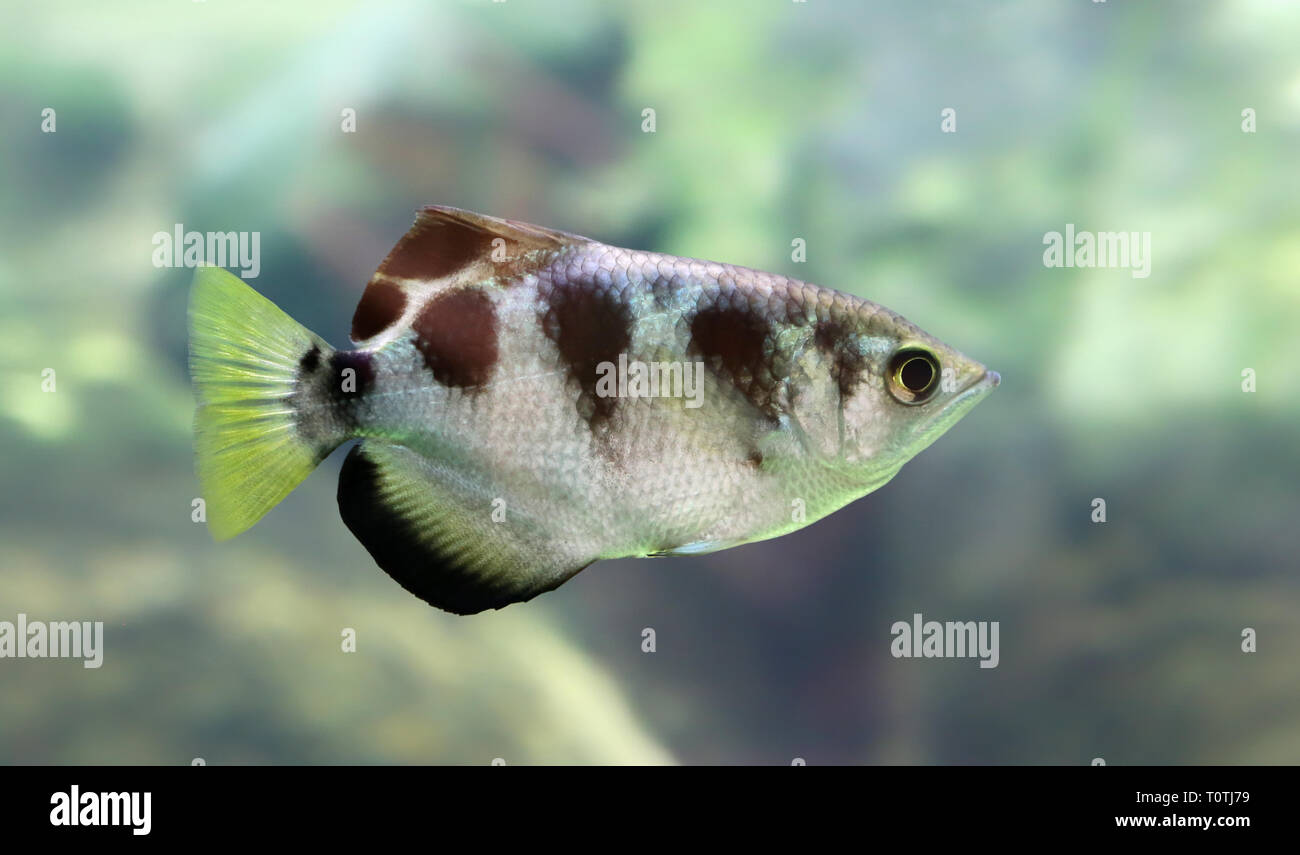 Close-up view of a Banded Archerfish (Toxotes jaculatrix) Stock Photo