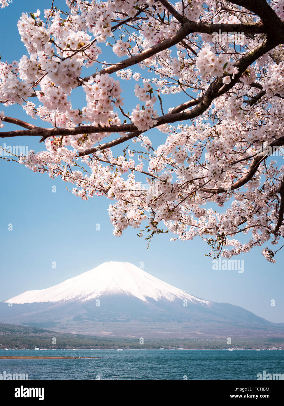 Mt. Fuji and Cherry Blossoms Stock Photo Alamy