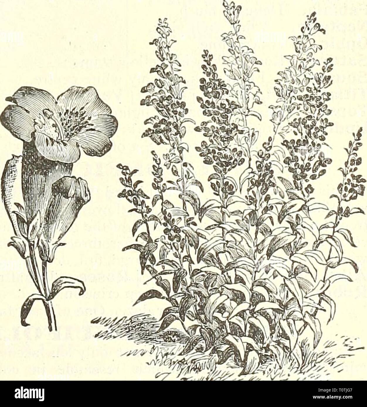 Dreer's garden book  1904 Dreer's garden book : 1904  dreersgardenbook1904henr Year: 1904  HARDV ORCHIDS. There is wealth of beauty in this little cultivated class of plants. All the sorts that we quote -below are quite hardy. Calopogon pulchellus ( G'/vjij Pink). Bright pink, fragrant flowers. Cypripedium acaule {Lady's Slipper). Broad, oval foliage, and showy, bright pink, lighter-veined, curi- ously-formed flowers. â parviflorum {S//ia/l 'i'dloiv Bright yellow. â pubescens ( Yellow Ladfs showy, liriglil yellow. â spectabile {Moccasin-Fknver, Slipper). Clusters of beautifully formed v^â hite Stock Photo