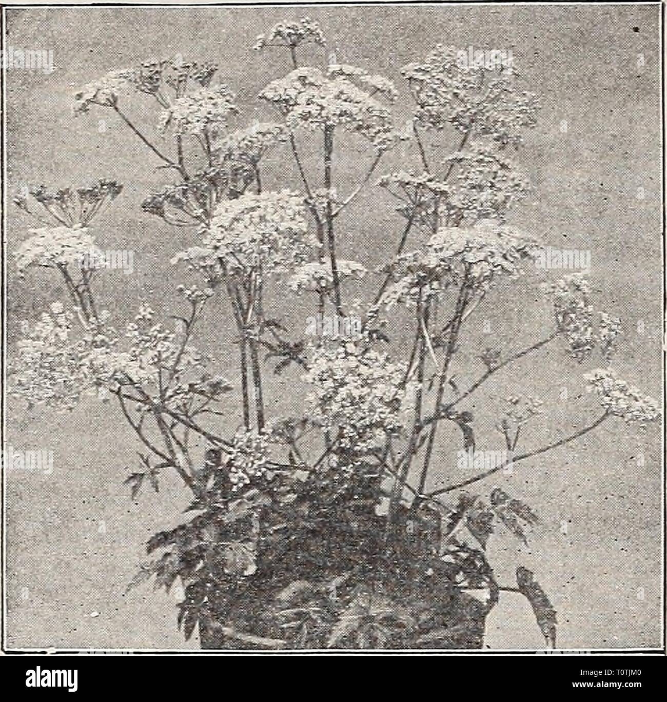 Dreer's 1907 garden book (1907) Dreer's 1907 garden book  dreers1907garden1907henr Year: 1907  156 HfflRTADREER'-PHILADELPHIA^A- NEW«-RARE PLANTS    Pimpinella Magna Rosha. MEW MONTBRETIAS. The three varieties offered below are grand additions to our list of summer-flowering bulbs; quite hardy with careful protection. America. Not an extra large flower, but opening many of its blos- soms at the same time, which makes it very attractive; color deep orange-yellow with dark red centre. Geo. Davison. Flower stems 3 feet or more high ; the flowers, which are very large and open out flat, are neatly Stock Photo
