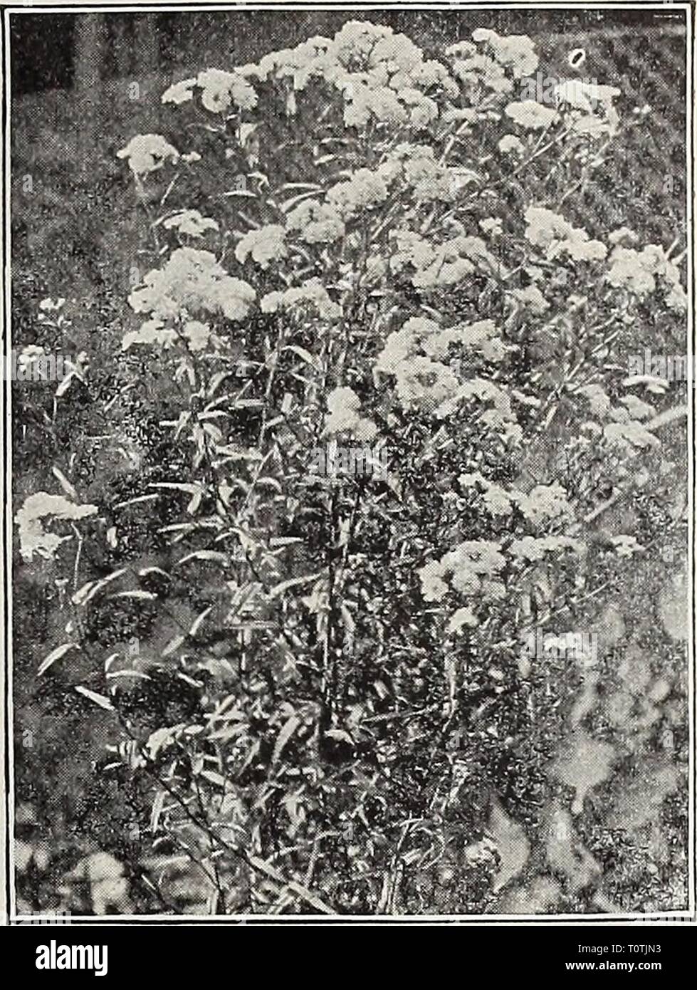 Dreer's 1907 garden book (1907) Dreer's 1907 garden book  dreers1907garden1907henr Year: 1907  General List of Hardy Perennial Plants For New and Rare Varieties see pages 152 to 156. ACiENA (New Zealand Bur). Pretty evergreen rock plants of cushion-like growth, cultivated for their showy crimson spines, which are borne on the calyx. Buchanani. Glaucous green fern-like foliage. 25 cts. each ; $2.50 per doz. nicrophylla. Pretty dark bronze foliage. 25 cts. each ; $2.50 per doz. ACANTHOLIMON (Priefcly Thrift). Qlumaceum. Pine-like evergreen leaves, forming a tuft 3 inches high; bright pink flower Stock Photo