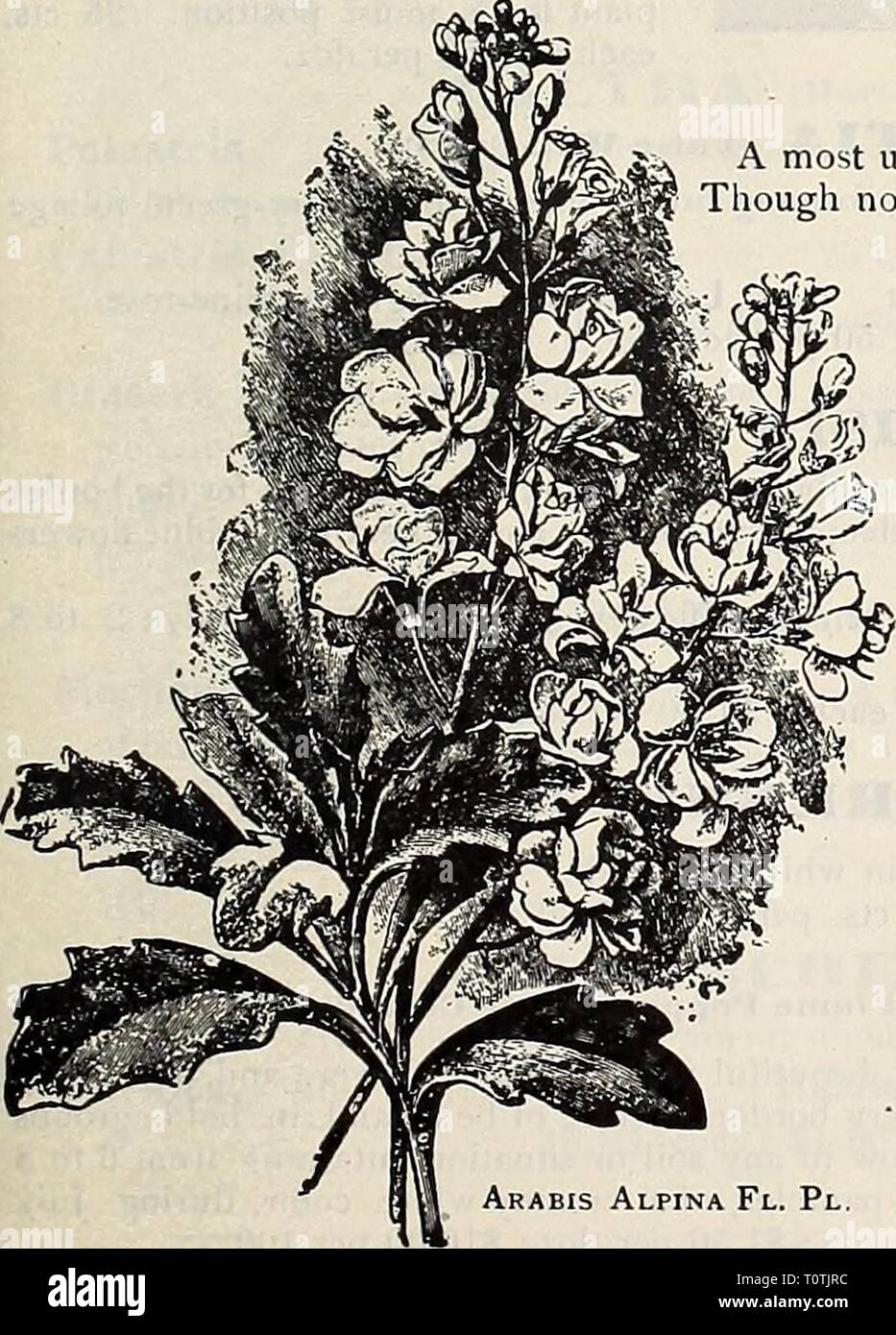 Dreer's 1907 garden book (1907) Dreer's 1907 garden book  dreers1907garden1907henr Year: 1907  ARABIS (Bock Cress). Alpina. One of the most desirable of the very early spring- flowering plants that is especially adapted for edging and for the rock garden, but which succeeds equally well in the border, where it forms a dense carpet, completely covered with pure white flowers. — FIore=plena. A distinct and pretty double-flowering form of the above. (See cut ) 15 cts. each; $1.50 per doz.; $10.00 per 100. Collections of Hardy Perennial Plants. For the amateur who is not acquainted with the variou Stock Photo