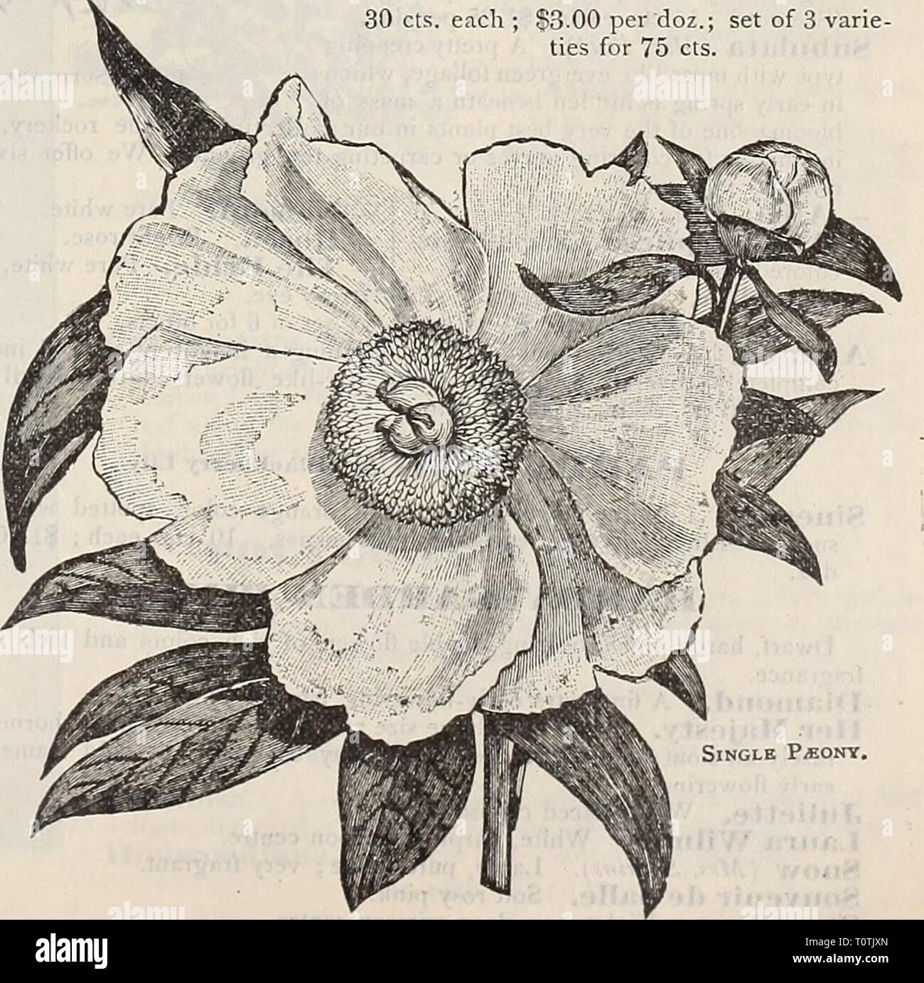 Dreer's 1901 garden calendar (1901) Dreer's 1901 garden calendar  dreers1901garden1901henr Year: 1901  PiEONIA TeNUIFOLIA. Double Herbaceous Paeonies. The Herbaceous PLconies are exceedingly hardy, and will succeed in any ordinary garden soil, well enriched with good manure. During the summer months mulching will be beneficial to the roots, especially on dry soils. (See cut.) We offer a splendid assortment in twelve varieties, viz : Agida. Brilliant red ; very free-flowering. Caroline Allain. Beautiful blush, with sulphur centre and white tips. Due de Cazes. Anemone formed, bright red with sal Stock Photo