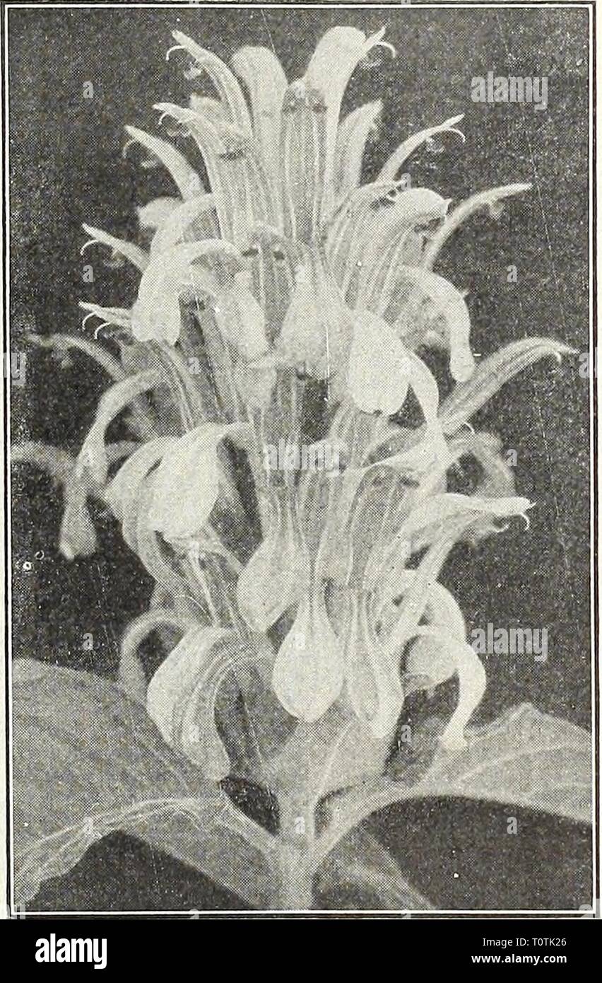 Dreer's garden book 1916 (1916) Dreer's garden book 1916  dreersgardenbook1916henr Year: 1916  Ismene (Peruvian Daffodil) IPOM&lt;EA. Noctiflora {Moon Flower). The well-known popular vine; white riowers. 10 cts. each; $1.00 per doz. Leari {Blue Dawn Flower). In- tense violet-blue, flowers 6 inches in diameter. 10 cts. each; $1.00 per doz. Ismene Calathina. (Peruvian Daffodil.) A grand summer-flowering bulb, producing with great freedom large Amaryllis-like, pure white, fragrant blossoms. Keep the bulbs in a dry, warm place, and plant out in June. Bulbs can be taken up in October, and, after a  Stock Photo