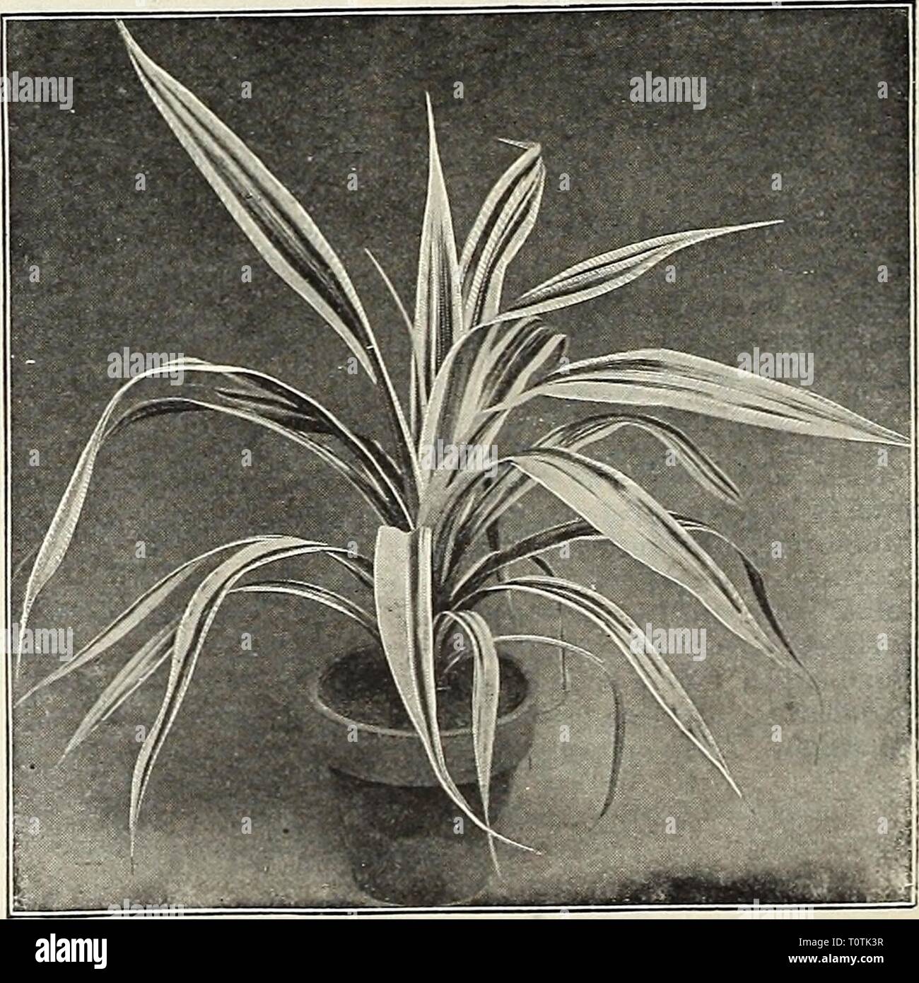 Dreer's garden book 1916 (1916) Dreer's garden book 1916  dreersgardenbook1916henr Year: 1916  Musa Ensete Graminifolius. Narrow, dark green foliage; makes a pretty plant for table decoration. 50 cts. each. Pacificus. A rare and beautiful species, with broad, massive, dark green foliage. 3-inch pots, 35 cts. each; 4-inch pots, 50 cts. each; 5-inch pots, $1.00 each; 6-inch pots, $1.50 each. Veitchi. One of the finest decorative plants for the house; graceful foliage, broadly striped with creamy-white on a green ground. 4-inch pots, 12 inches high, 75 cts. each; 6-inch pots, 18 inches high, $1.5 Stock Photo