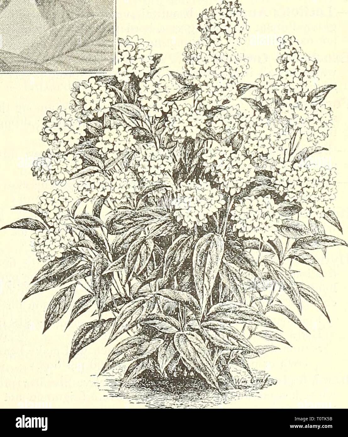 Dreer's garden book  1904 Dreer's garden book : 1904  dreersgardenbook1904henr Year: 1904  Deutzia Lemoinei. We offer cash prizes for photographs of Shrubs, etc. For details see page 4. Stock Photo