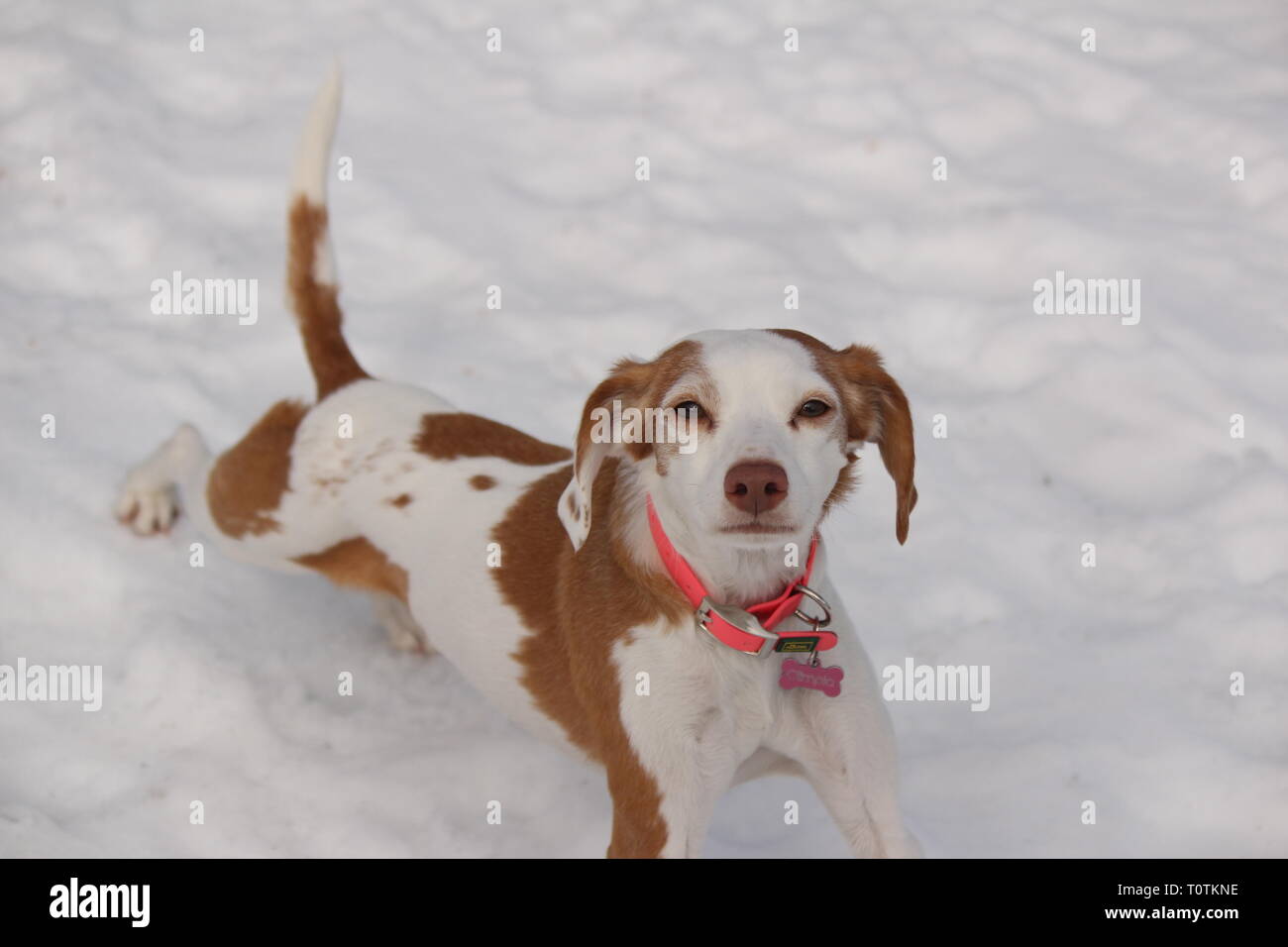stretching dog in snow Stock Photo