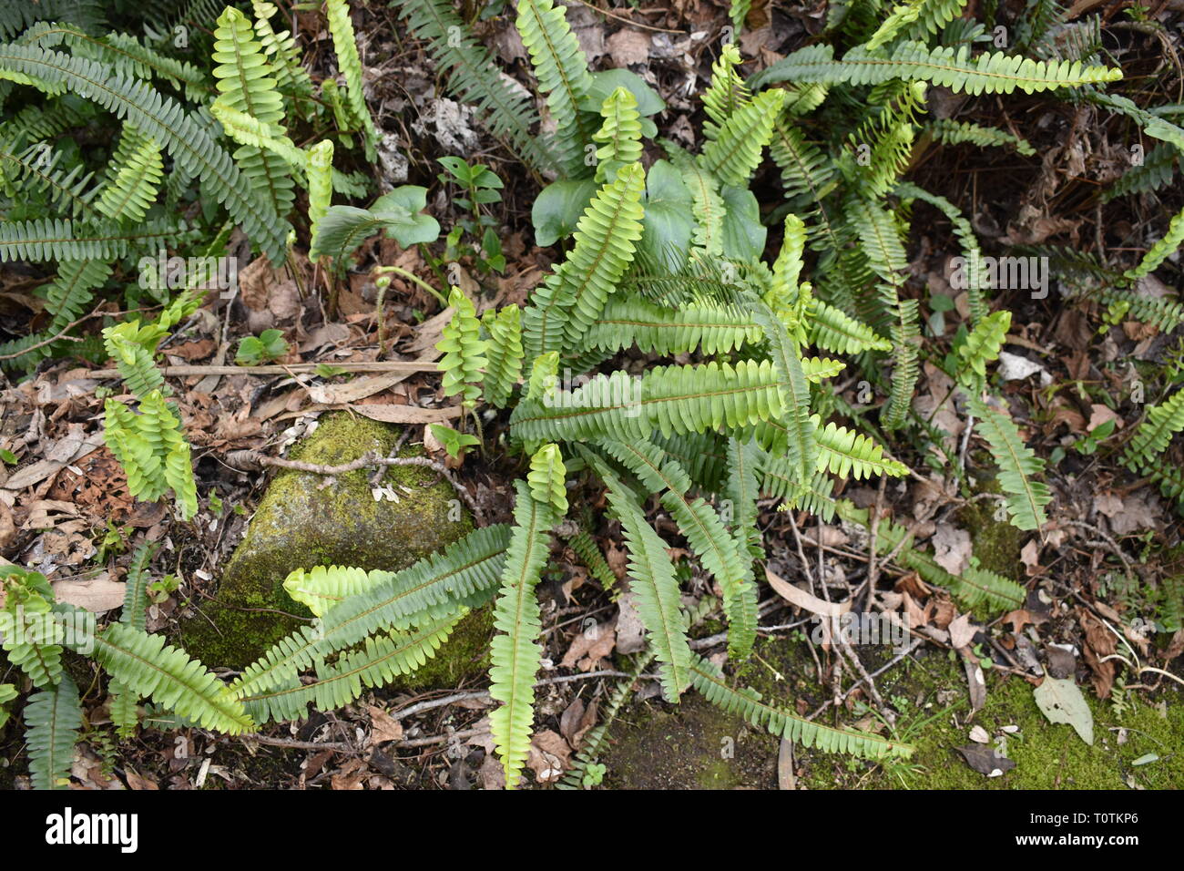 Ferns growing from the soil Stock Photo Alamy