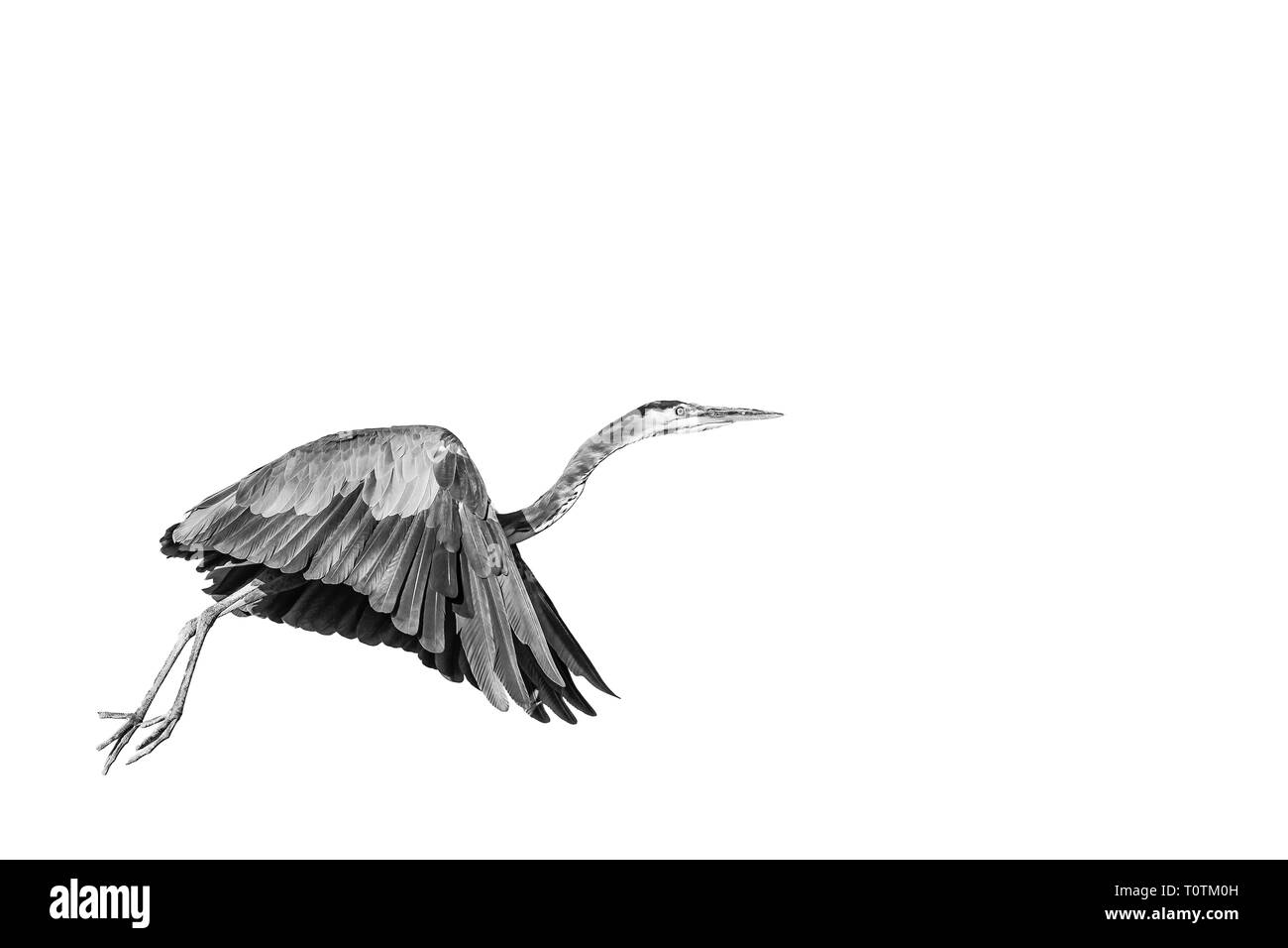 Black and White portrait of a Great Blue Heron in flight on a blank white background. Stock Photo