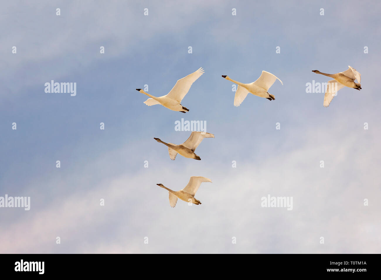 Trumpeter swans flying together in a V formation with a beautiful blue